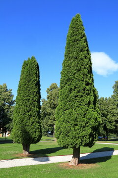 Arbor vitae tree or Tuja. Summer day. Lejondals nature reserve. Upplands-Bro, Stockholm, Sweden.