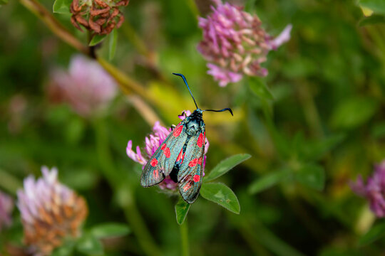 Zygaena filipendulae