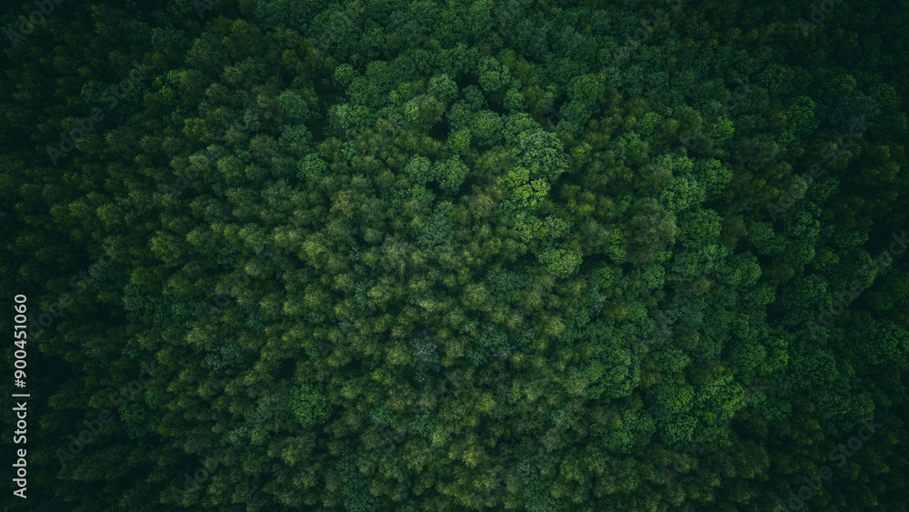Poster Aerial view of green summer forest with spruce and pine trees forest view from above, aerial top view with copy space design for web banner