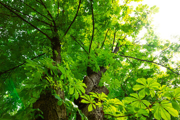 Tall green chestnut tree against a bright sky