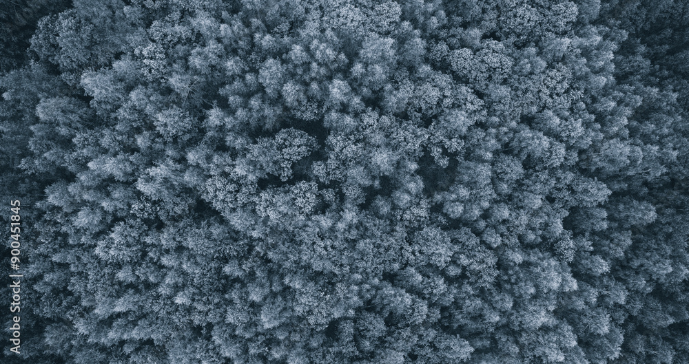 Poster winter forest snowy background top view aerial drone as background or banner template for web design