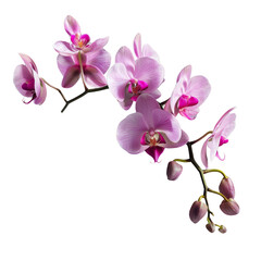 Beautiful and charming pink orchid flower, isolated on white background.