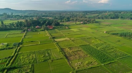 Fototapeta premium Aerial View of Paddy Fields