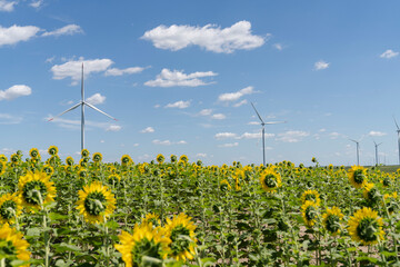 Agricultural field of sunflowers with wind turbines