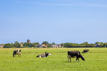 Landscape with cows and fishing village Oosterend in the background at Texel wadden island The...