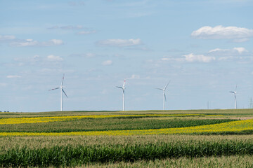 Agricultural field of sunflowers with wind turbines
