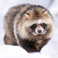 fluffy raccoon dog in snow © redpandian