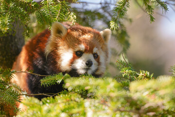 red panda