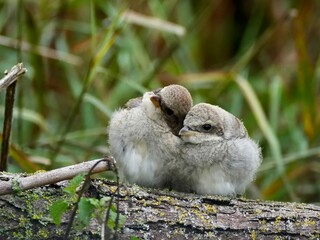 Junge Neuntöter kuscheln