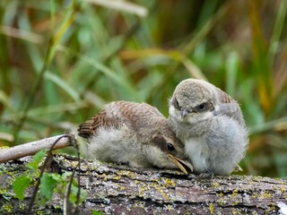 Junge Neuntöter kuscheln