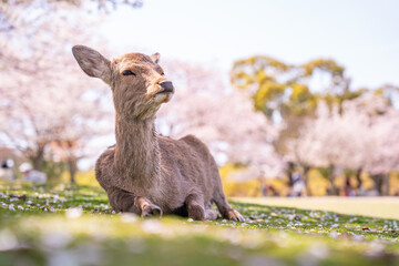 deer and sakura