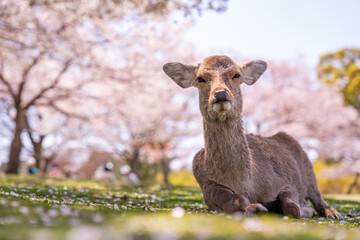 deer and sakura