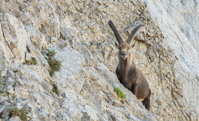 Obraz premium Close up view of a mature ibex, capricorn standing on rocks of a very steep slope. Swiss mountains, appenzell, wildlife. adult ibex on rocks. Summer,daytime. European wildlife, wildlife conservation. 