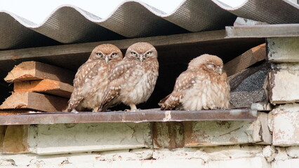 owl on a fence