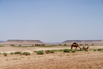 Obraz premium ラクダ