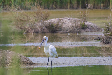 UCCELLO SPATOLA NELL'OASI NATURALISTICA DI MANZOLINO