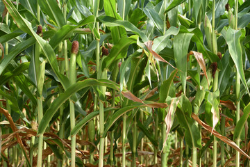corn cob and green leaves on a field. Corn farm. photo of corn cob in organic corn field. concept of good harvest, agricultural. farmland. agrarian industry. agricultural background. close-up