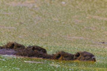 PICCOLI DI NUTRIA IN ACQUA NELL'OASI NATURALISTICA DI MANZOLINO
