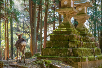 Obraz premium deer and japanese statue