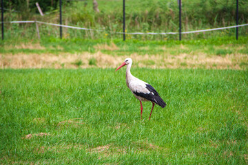 Ein Storch steht auf einer grünen Wiese