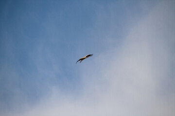 Storch fliegt und es ist leicht bewölkt