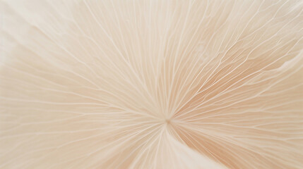 Macro shot of a flower's petals, highlighting the symmetry and delicate texture.