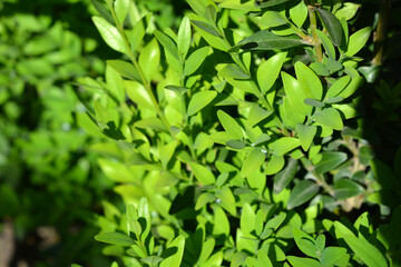 Beautiful and bright nature, young green small boxwood leaves illuminated by sunlight.