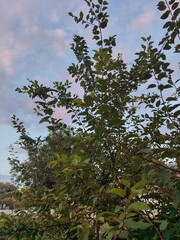 tree on the background of dusk