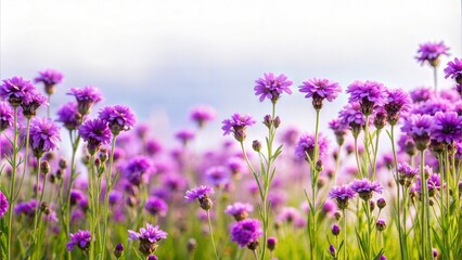 Obraz premium A Field of Purple Wildflowers with a Blue Sky in the Background and Copy Space. Serene and Vibrant Design Ideal for Nature and Spring Themes