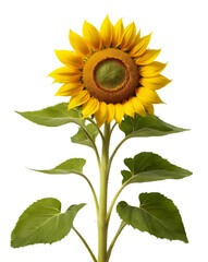Fototapeta premium Sunflower with vivid yellow petals and green leaves, fully bloomed, transparent background.