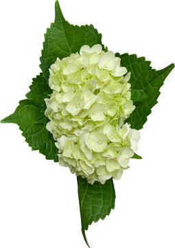 green hydrangea flower bloom png