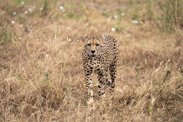 Cheetah roaming in the Savannah