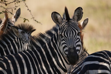 zebra in the wild
