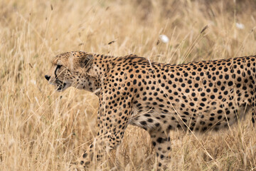 Cheetah in the grass