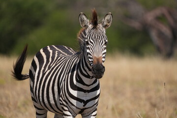 Zebra in the Savannah