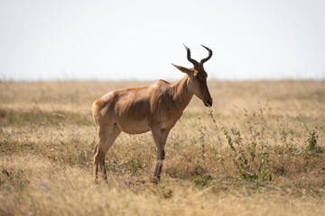 antelope in the wild
