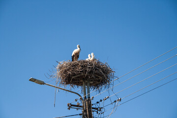 Ein Storch mit seinem Nachwuchs befindet sich im Nest, welches über einer Laterne errichtet wurde.