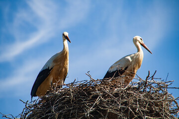 Zwei Störche sitzen in einem Nest 