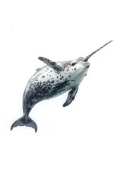 Obraz premium A narwhal swims in the water