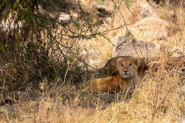 cute lion cub in the savannah