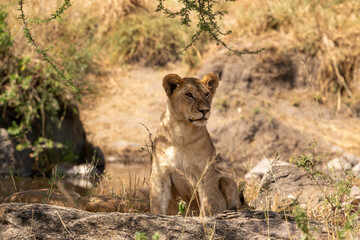 Lion Cub in the Grass