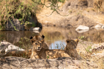 Young Lions relaxing under Tree