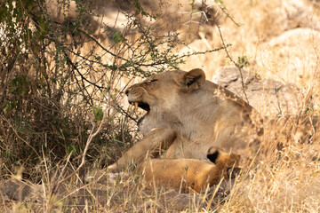 Lioness yawning in Serengeti National Park