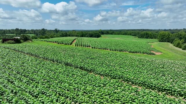 Aerial of tabacco plants in bloom on plantation in Virginia USA
