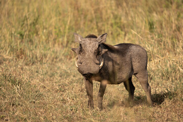 Warthog in the Savannah