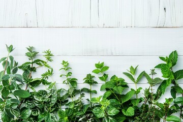 Fototapeta premium Green herbal mix of fresh mint and melissa herbs on white wooden background, generative ai