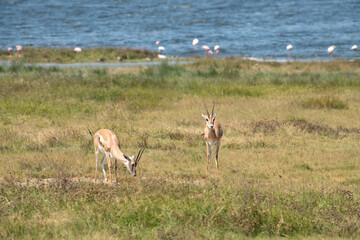 Thomson's Gazelles grazing at the Lake