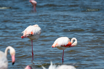 flamingos in the water