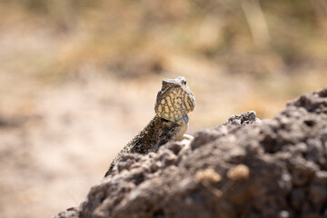 Lizard Basking on a Rocky Surface