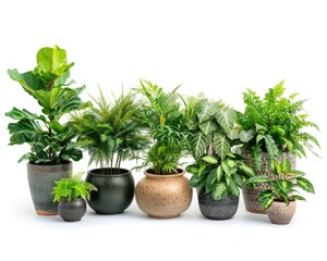 Fototapeta premium Modern Indoor Jungle - Trendy Houseplants in Stylish Pots on White Background